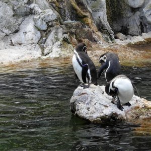 Bečki zoološki vrt Schönbrunn