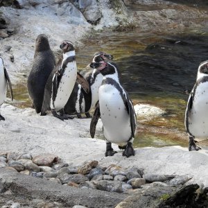 Bečki zoološki vrt Schönbrunn