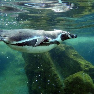 Bečki zoološki vrt Schönbrunn