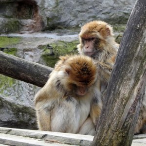 Bečki zoološki vrt Schönbrunn