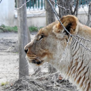 Bečki zoološki vrt Schönbrunn