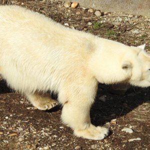 Bečki zoološki vrt Schönbrunn