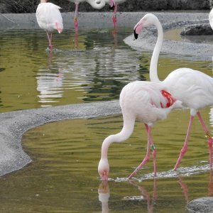 Bečki zoološki vrt Schönbrunn