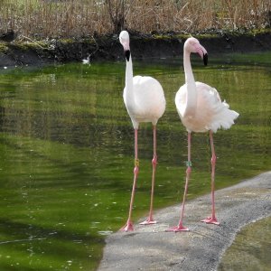 Bečki zoološki vrt Schönbrunn