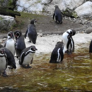 Bečki zoološki vrt Schönbrunn