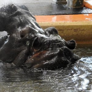 Bečki zoološki vrt Schönbrunn