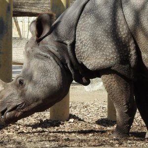 Bečki zoološki vrt Schönbrunn