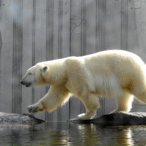 Bečki zoološki vrt Schönbrunn