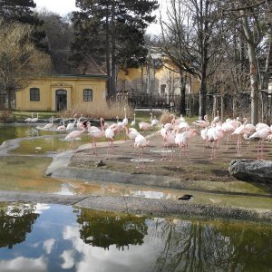 Bečki zoološki vrt Schönbrunn