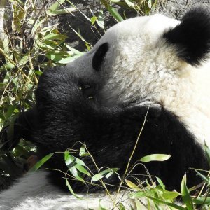 Bečki zoološki vrt Schönbrunn