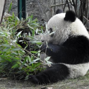 Bečki zoološki vrt Schönbrunn