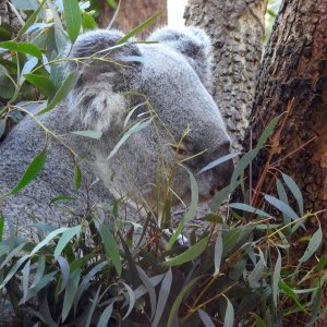 Bečki zoološki vrt Schönbrunn