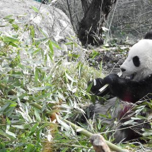 Bečki zoološki vrt Schönbrunn