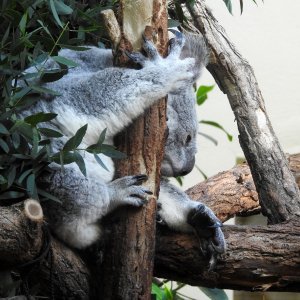 Bečki zoološki vrt Schönbrunn