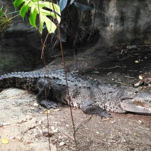 Bečki zoološki vrt Schönbrunn