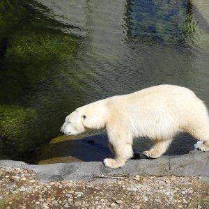 Bečki zoološki vrt Schönbrunn