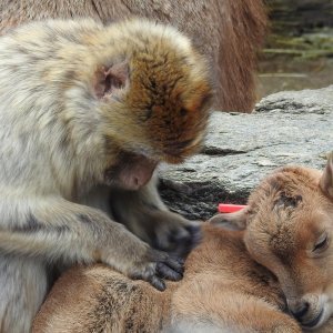 Bečki zoološki vrt Schönbrunn