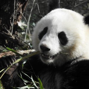 Bečki zoološki vrt Schönbrunn