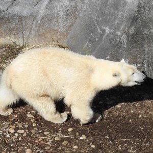 Bečki zoološki vrt Schönbrunn