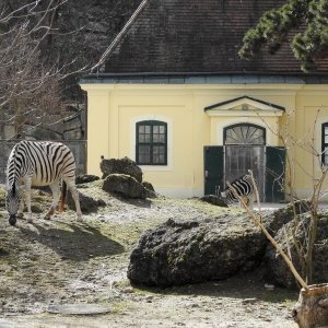 Bečki zoološki vrt Schönbrunn