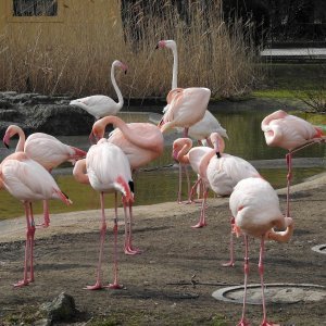 Bečki zoološki vrt Schönbrunn