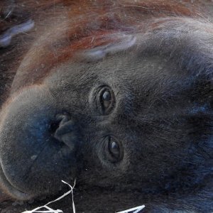 Bečki zoološki vrt Schönbrunn