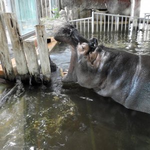 Bečki zoološki vrt Schönbrunn