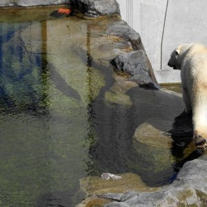 Bečki zoološki vrt Schönbrunn