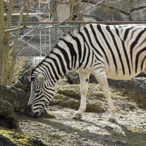 Bečki zoološki vrt Schönbrunn