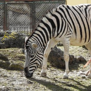 Bečki zoološki vrt Schönbrunn