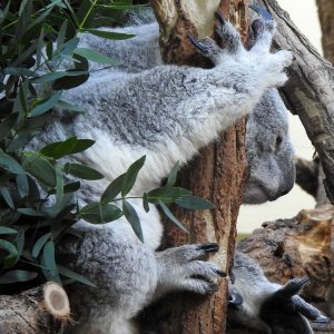 Bečki zoološki vrt Schönbrunn