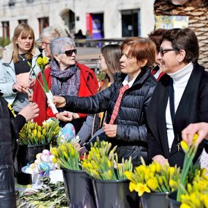 Split: Humanitarnom prodajom cvijeća obilježen Dan narcisa