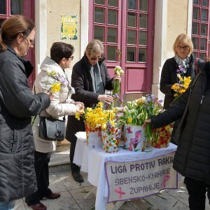 Šibenik: Prodaja narcisa za akciju dana protiv raka dojke