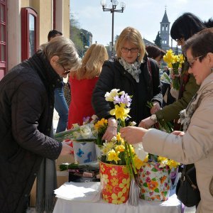 Šibenik: Prodaja narcisa za akciju dana protiv raka dojke