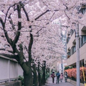 Japanske trešnje u cvatu