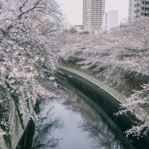 Japanske trešnje u cvatu