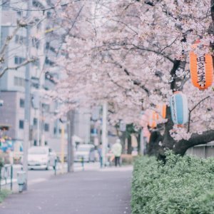 Japanske trešnje u cvatu