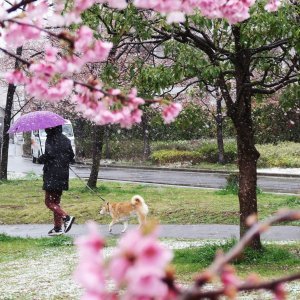 Japanske trešnje u cvatu