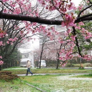 Japanske trešnje u cvatu