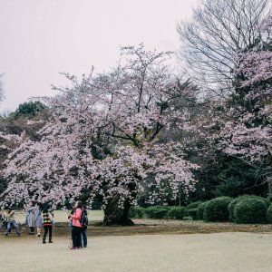 Japanske trešnje u cvatu