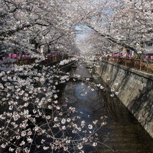 Japanske trešnje u cvatu