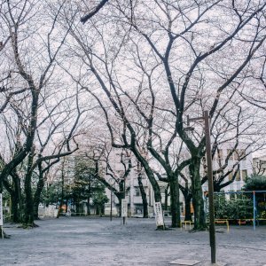 Japanske trešnje u cvatu