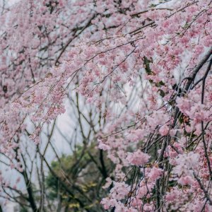 Japanske trešnje u cvatu