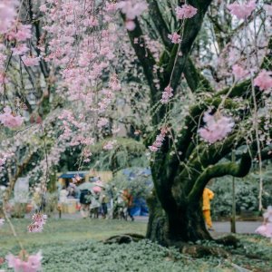 Japanske trešnje u cvatu