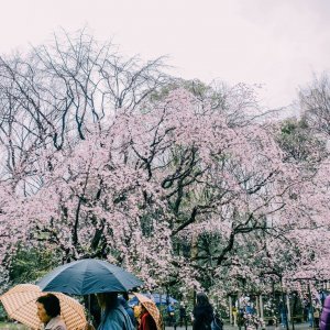 Japanske trešnje u cvatu