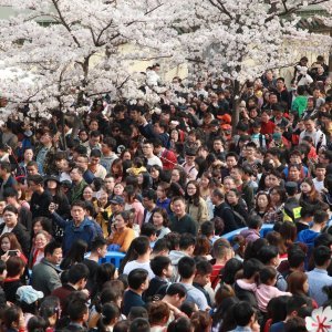 Japanske trešnje u cvatu