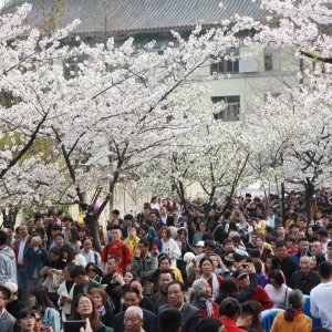 Japanske trešnje u cvatu