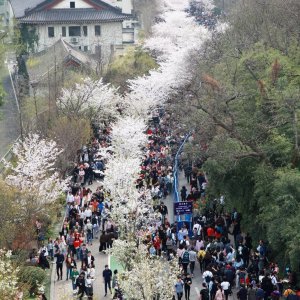 Japanske trešnje u cvatu