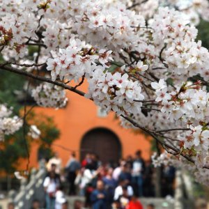 Japanske trešnje u cvatu