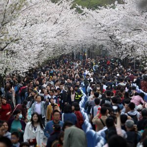 Japanske trešnje u cvatu